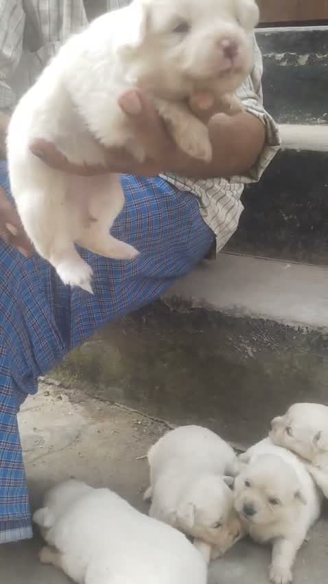 Pomeranian Puppy, farm video
