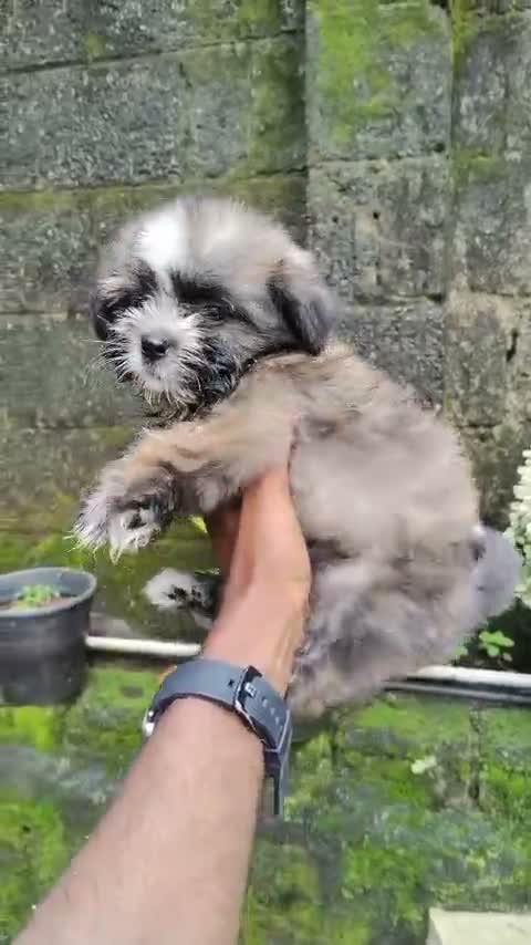 Shih Tzu | Black Color, farm video