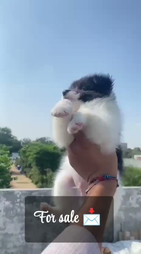 Pomeranian Puppy, farm video