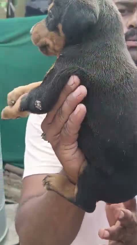 Doberman Pinscher Puppy, farm video