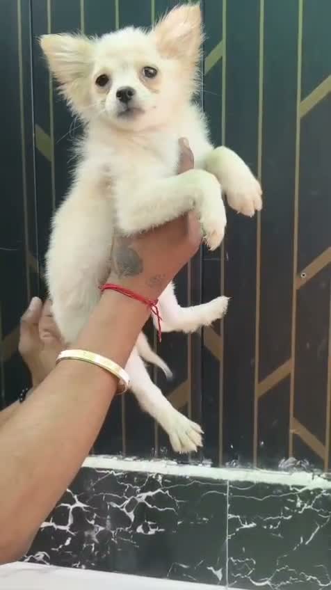 Pomeranian Puppy, farm video