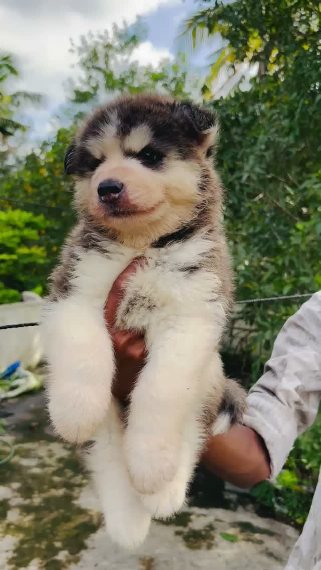 Siberian Husky Puppy | Black & White Color, farm video