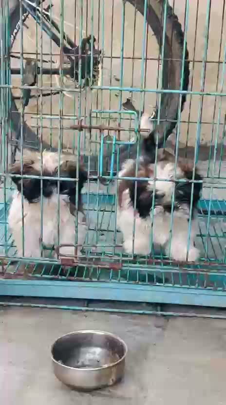 Shih Tzu | Black Color, farm video