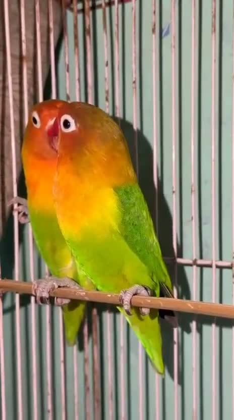 African Love Birds | Opaline, farm video