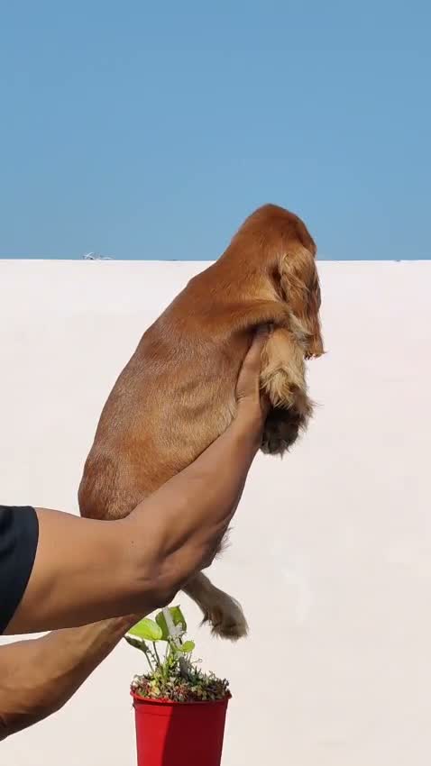 Dachshund Puppy | Brown, farm video