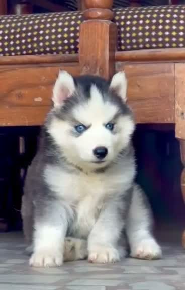 Siberian Husky Puppy | Black & White Color, farm video