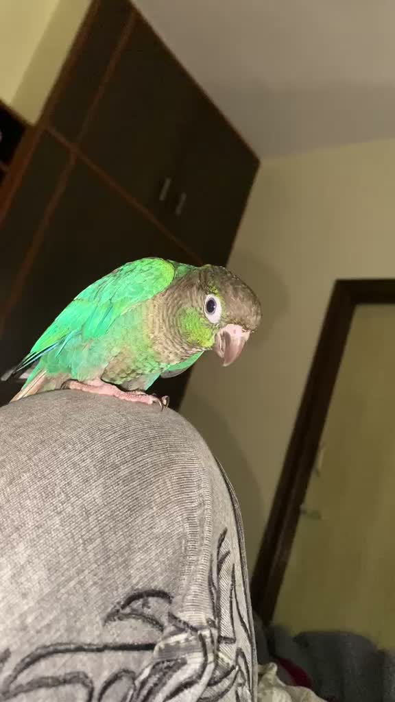Small Cheek Conure, farm video