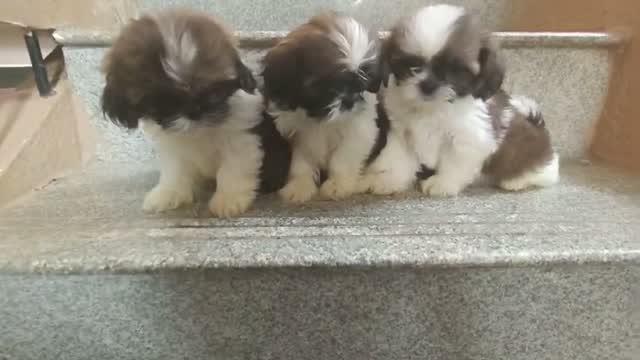 Shih Tzu | Black Color, farm video