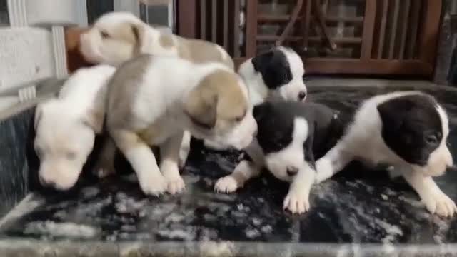 Pitbull Terrier Puppy, farm video