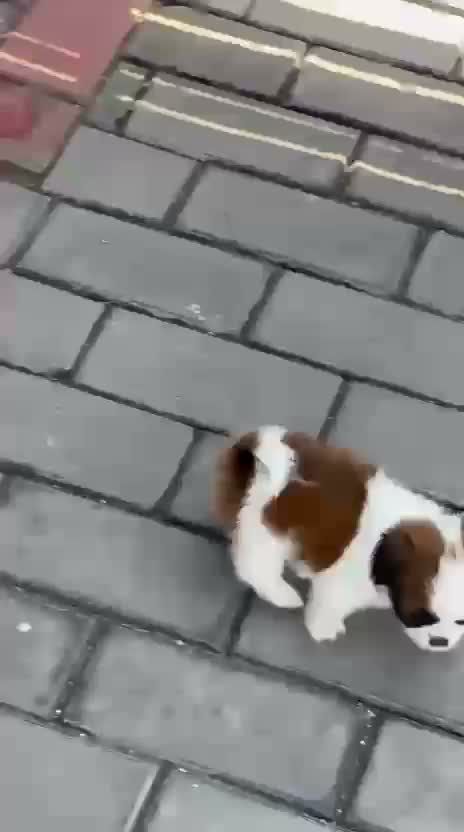 Shih Tzu | Black Color, farm video
