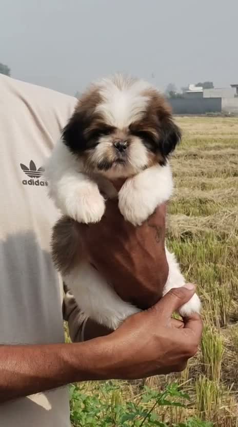 Shih Tzu | Black Color, farm video