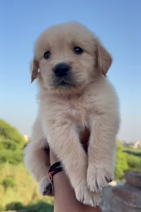 Golden Retriever, farm video