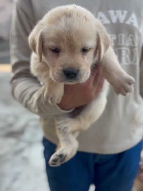 Beagle Black & Tan Puppy, farm video