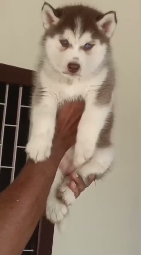 Siberian Husky Puppy | Black & White Color, farm video