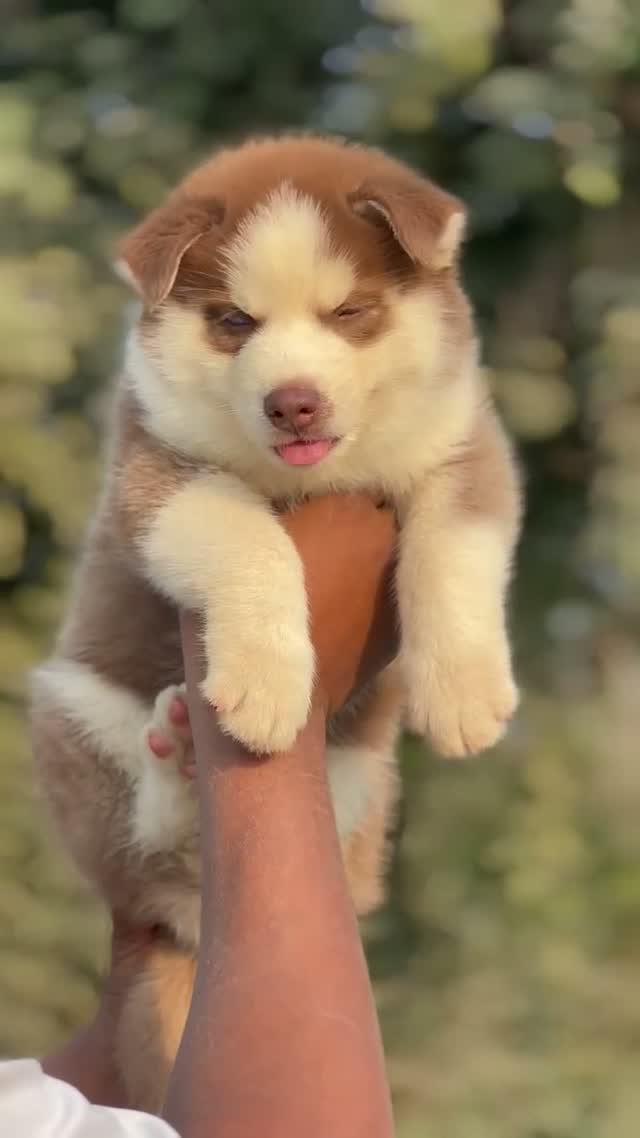 Siberian Husky Puppy | Black & White Color, farm video