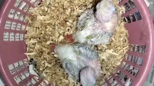 Pineapple Headed Conure, farm video