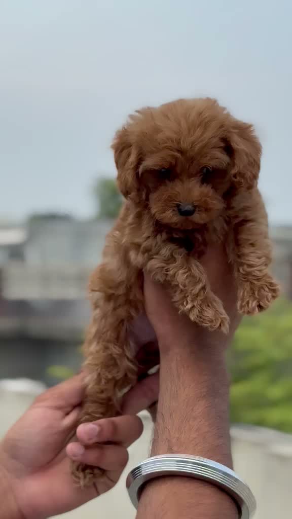 Standard Poodle Puppy, farm video
