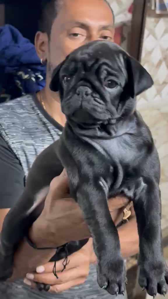 Pug Puppy, farm video