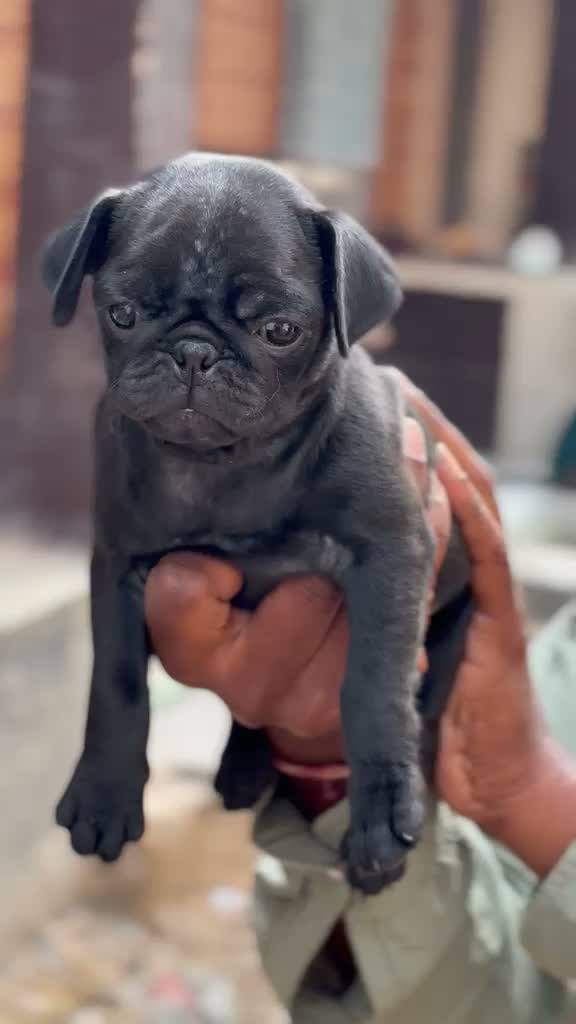 Pug Puppy, farm video