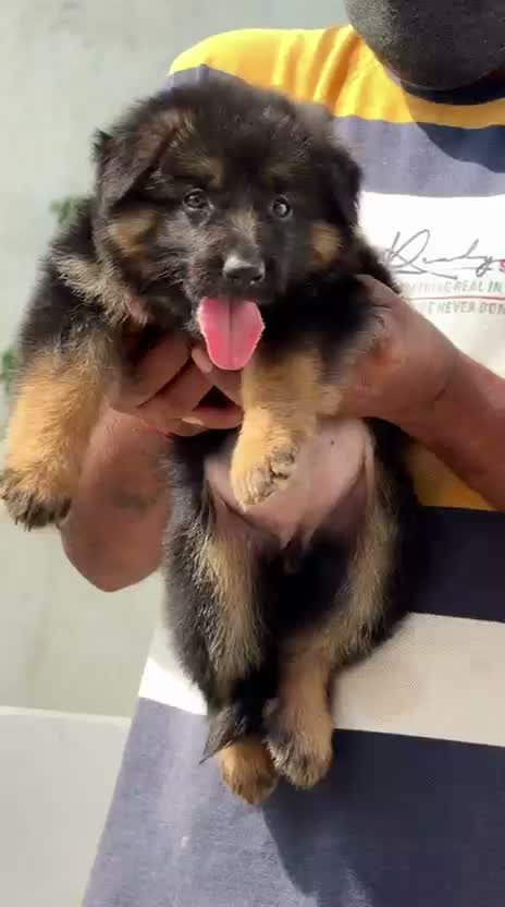 German Shepherd Puppy, farm video