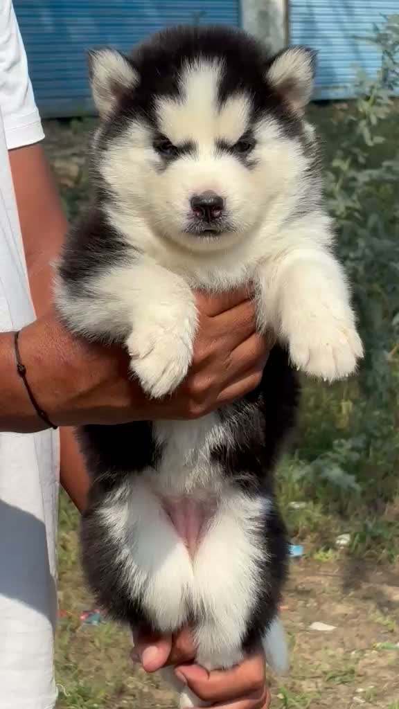 Siberian Husky Puppy | Black & White Color, farm video
