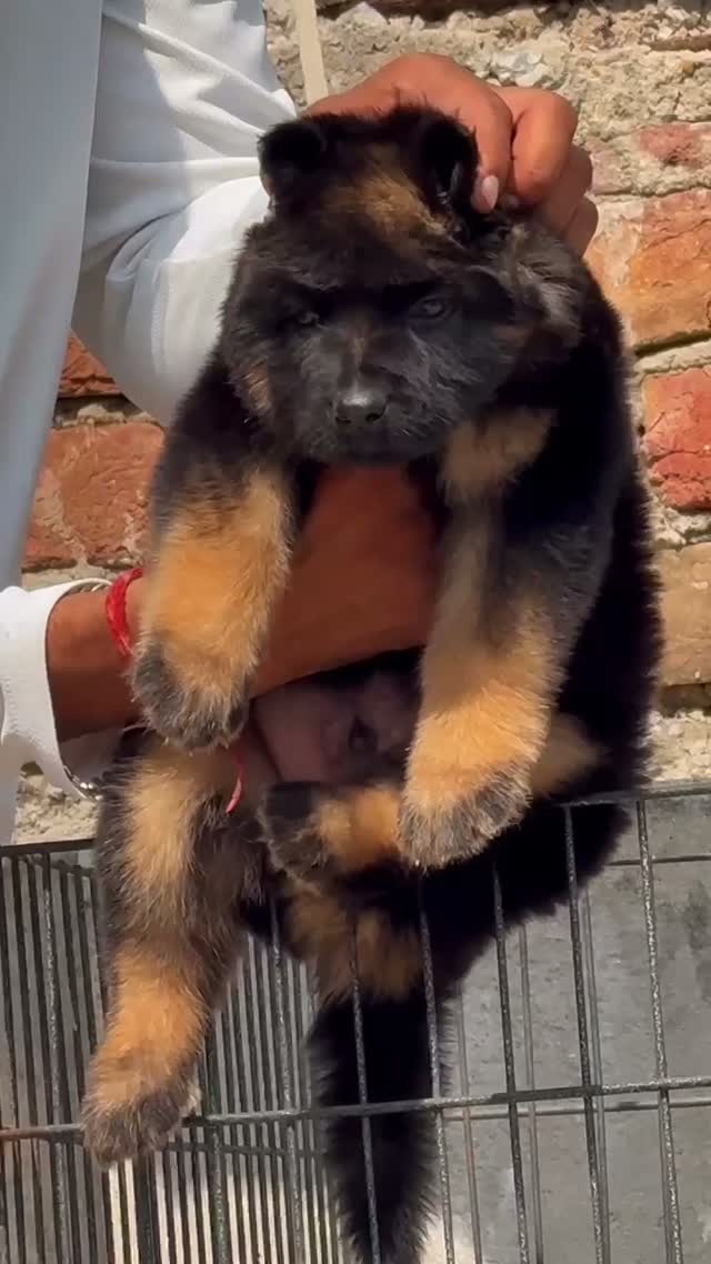 German Shepherd Puppy, farm video