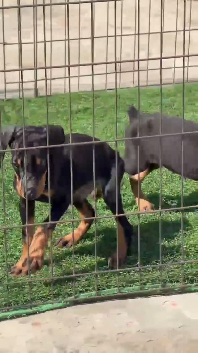 European Doberman Puppy, farm video