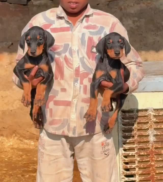 European Doberman Puppy, farm video