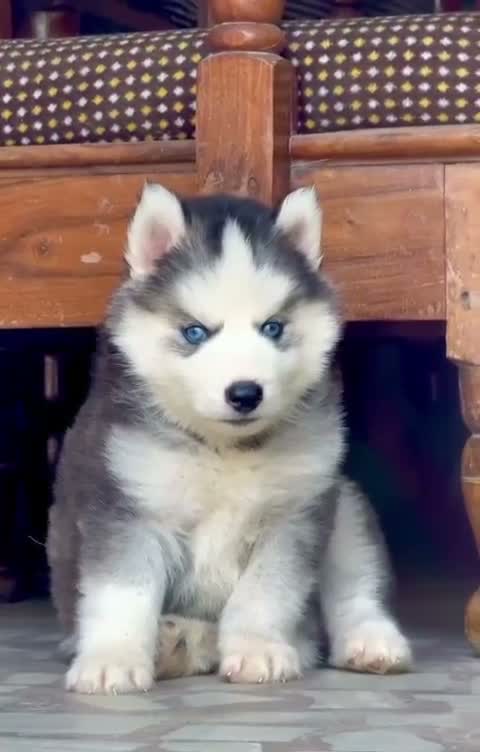 Siberian Husky Puppy | Black & White Color, farm video