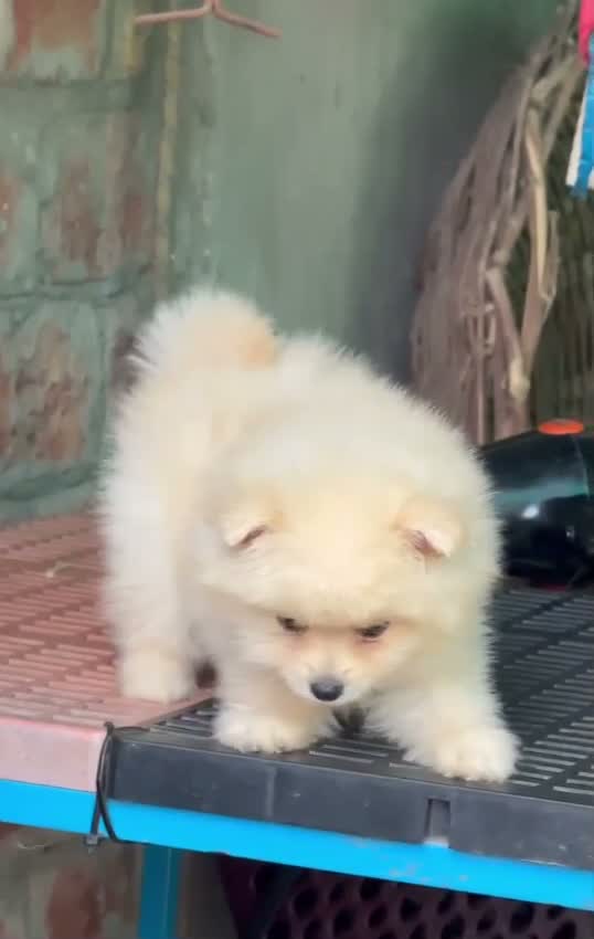Pomeranian Puppy, farm video
