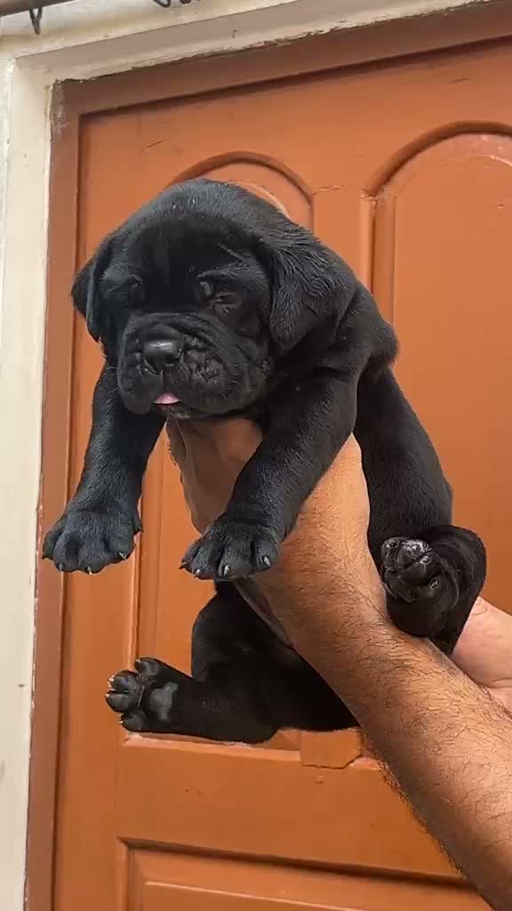 Cane Corso Puppy, farm video