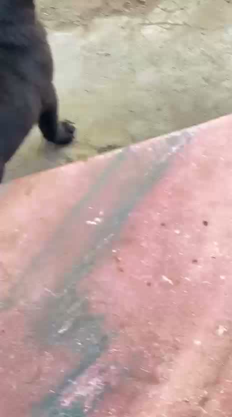Pug Puppy, farm video