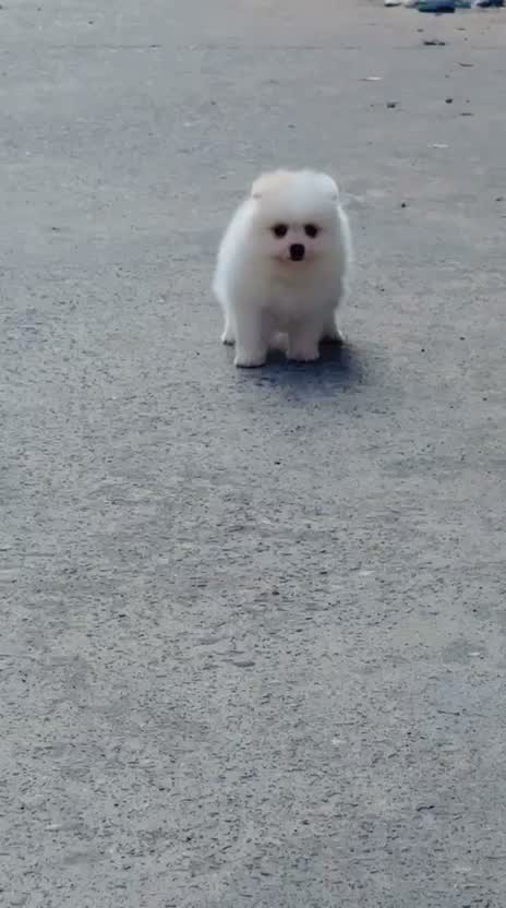 Pomeranian Puppy, farm video