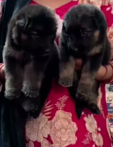 German Shepherd Puppy, farm video