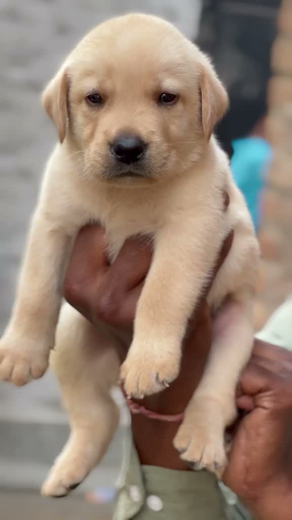 Beagle Black & Tan Puppy, farm video