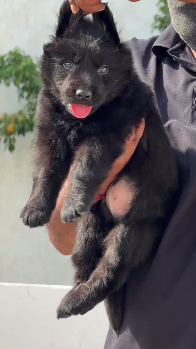 German Shepherd Puppy, farm video