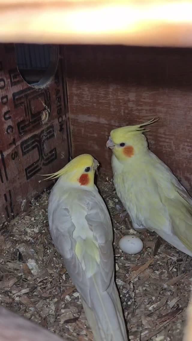 Cockatiel, farm video