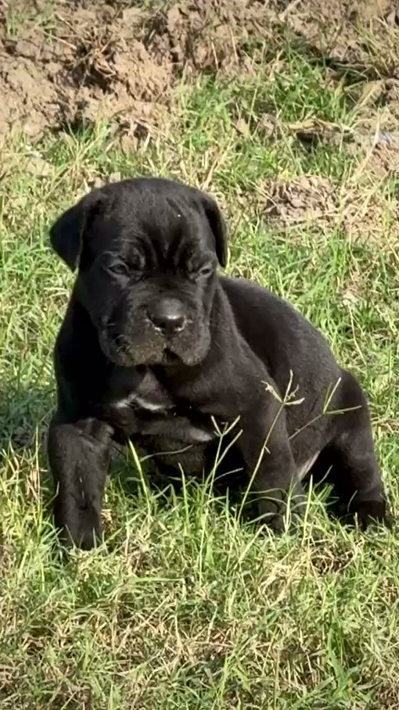 Cane Corso Puppy, farm video