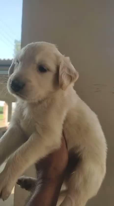 Golden Retriever, farm video