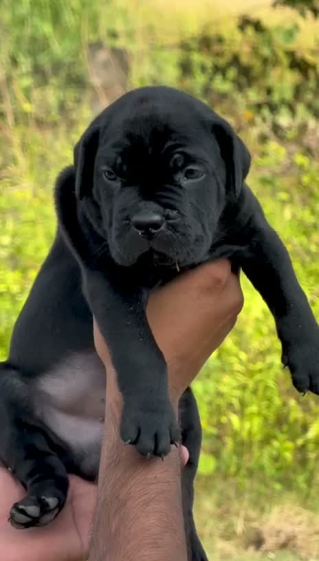 Cane Corso Puppy, farm video
