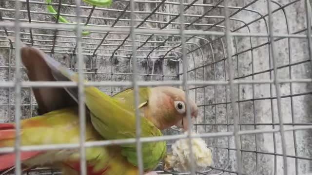Pineapple Headed Conure, farm video
