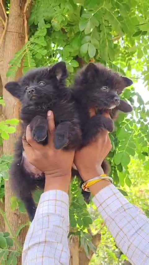 Dachshund Puppy | Brown & Tan, farm video