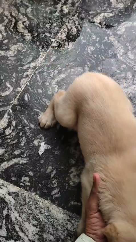 Beagle Black & Tan Puppy, farm video