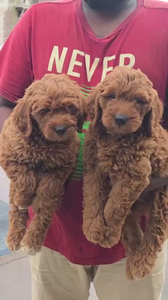 Doodle, farm video
