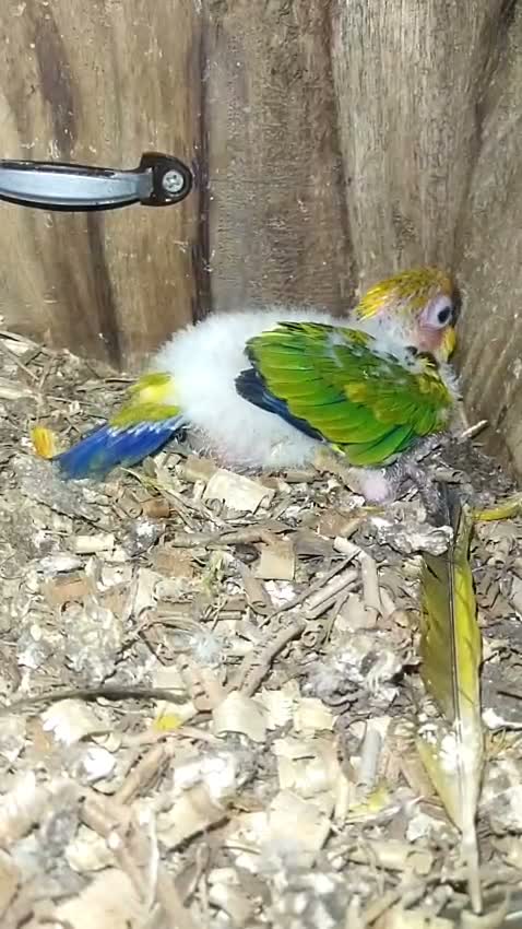 Sun Conure, farm video