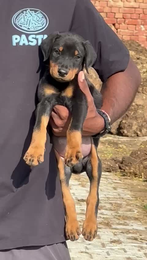 European Doberman Puppy | Black & Tan, farm video
