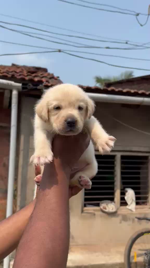 Beagle Black & Tan Puppy, farm video