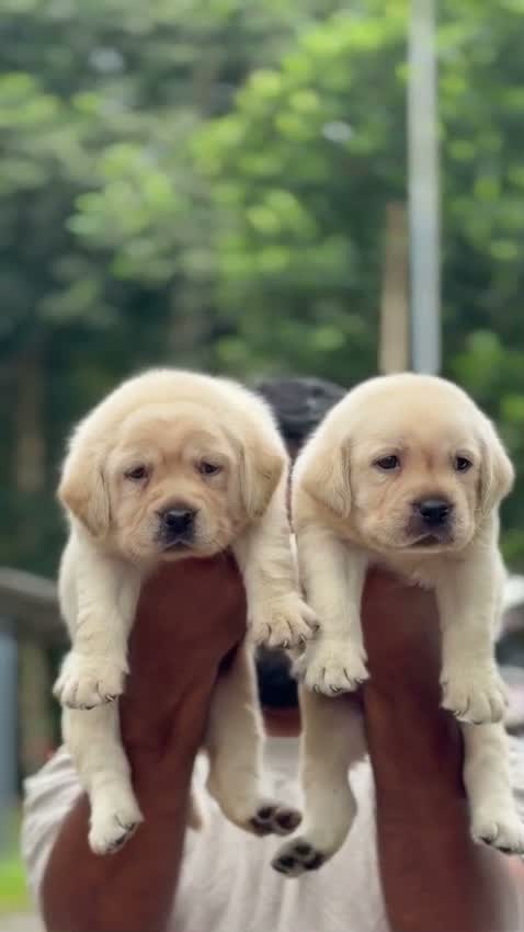 Beagle Black & Tan Puppy, farm video