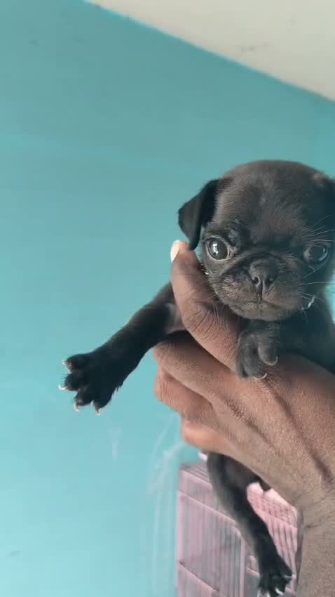 Dachshund Puppy | Brown, farm video