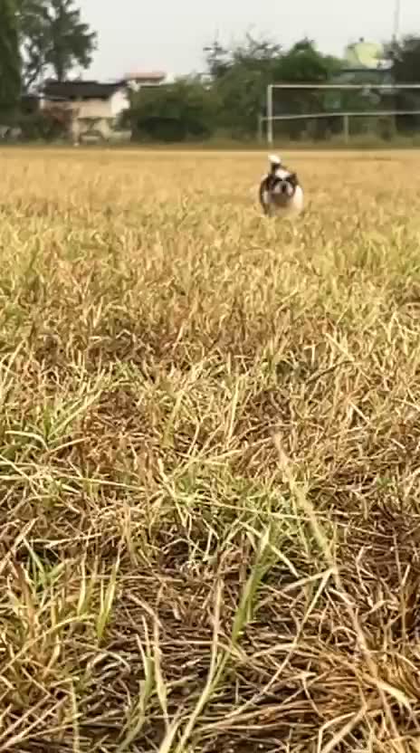 Dachshund Puppy | Brown & Tan, farm video